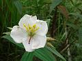 Nepal White Osbeckia